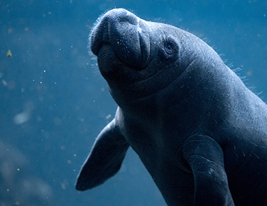 Adopt a Manatee
